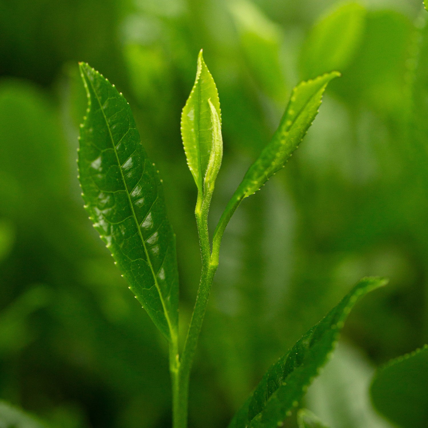 Close-up of green tea leaves with a blurred background
