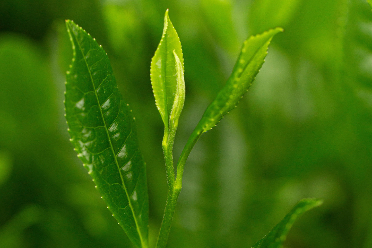Close-up of green tea leaves with a blurred background