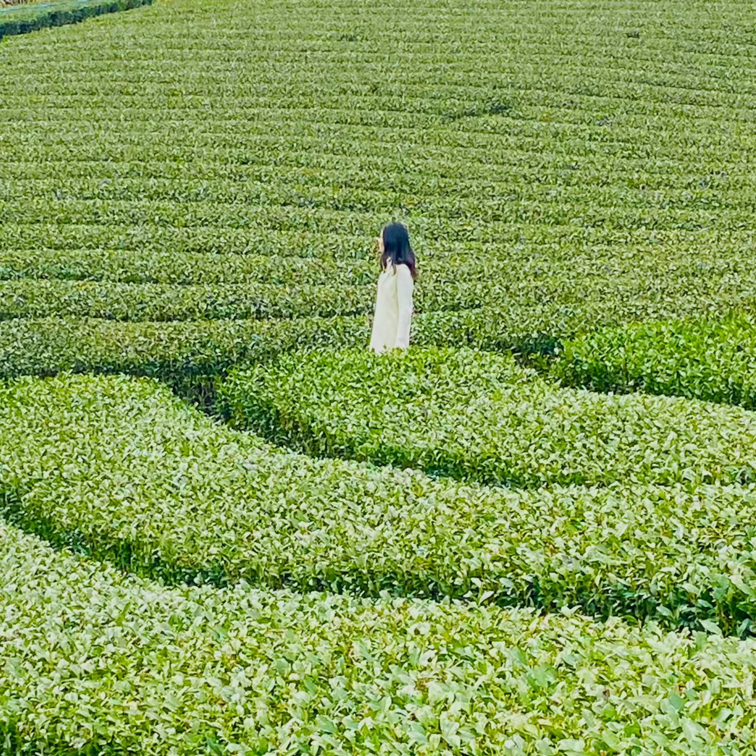 Matcha field