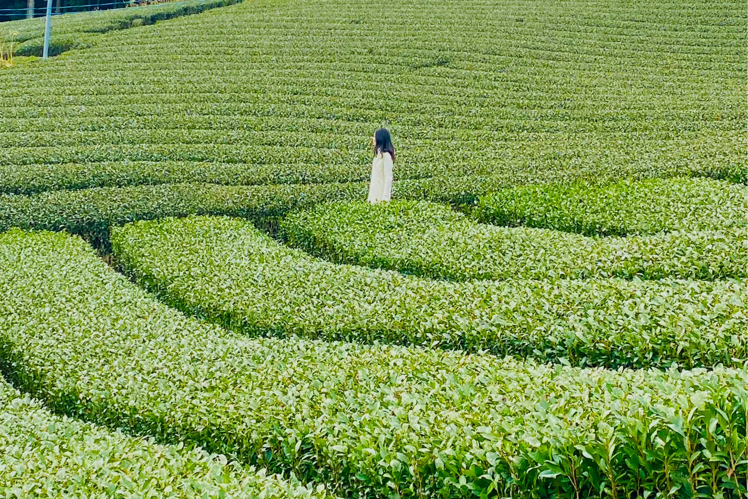 Matcha field